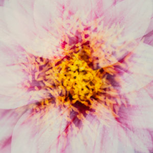 Flower, detail, alienated Flower, detail, alienated